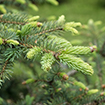 Picea